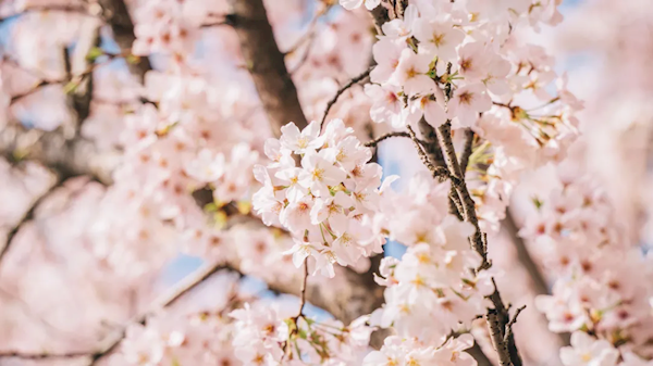 武汉大学发布2025年赏樱政策：3月12日起开启预约