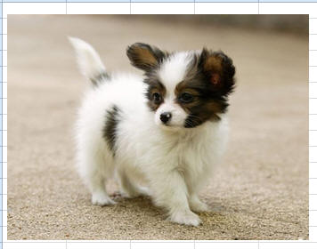 包含背景的原图